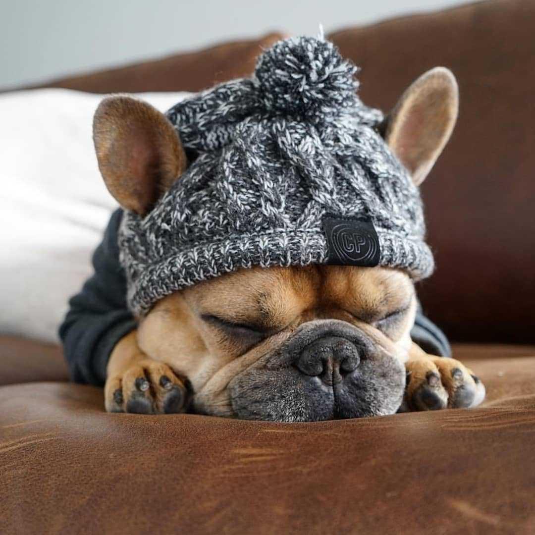 Fluffy Polar Pom Knitted Dog Hat - Winter Fashion Statement-0