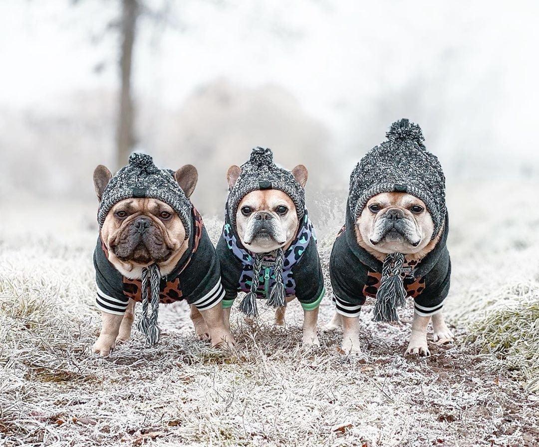 Fluffy Polar Pom Knitted Dog Hat - Winter Fashion Statement-3
