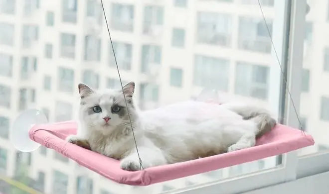 🛏️ Cat Window Hammock | Window Perch for Sunbathing 🐾