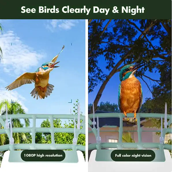 🐤 Solar Smart Bird Feeder – Eco-Friendly Birdwatching with a View