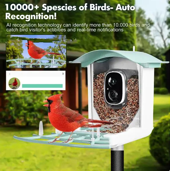 🐤 Solar Smart Bird Feeder – Eco-Friendly Birdwatching with a View