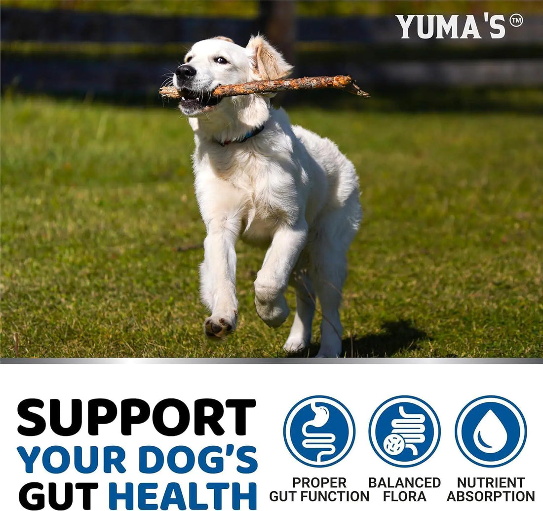🐾 Nourish Your Furry Friend: The Best Healthy Snacks and Treats for Pets 🦴✨